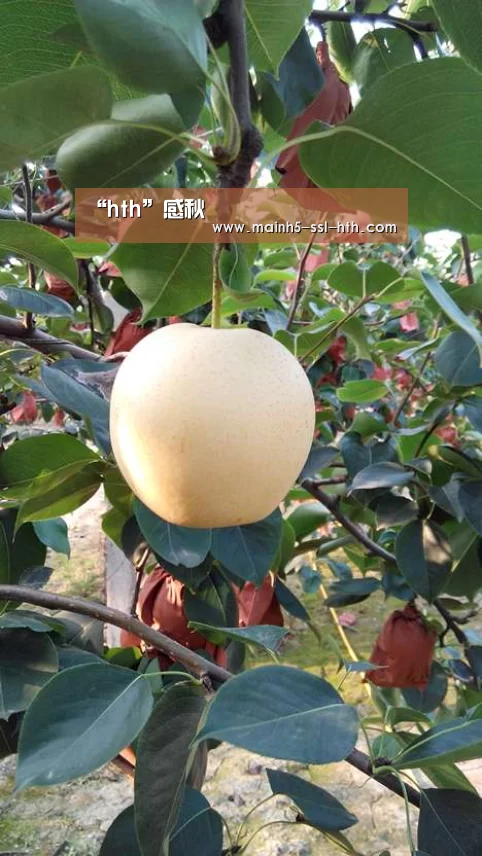 “hth”感秋(图2) “hth”感秋(图2)